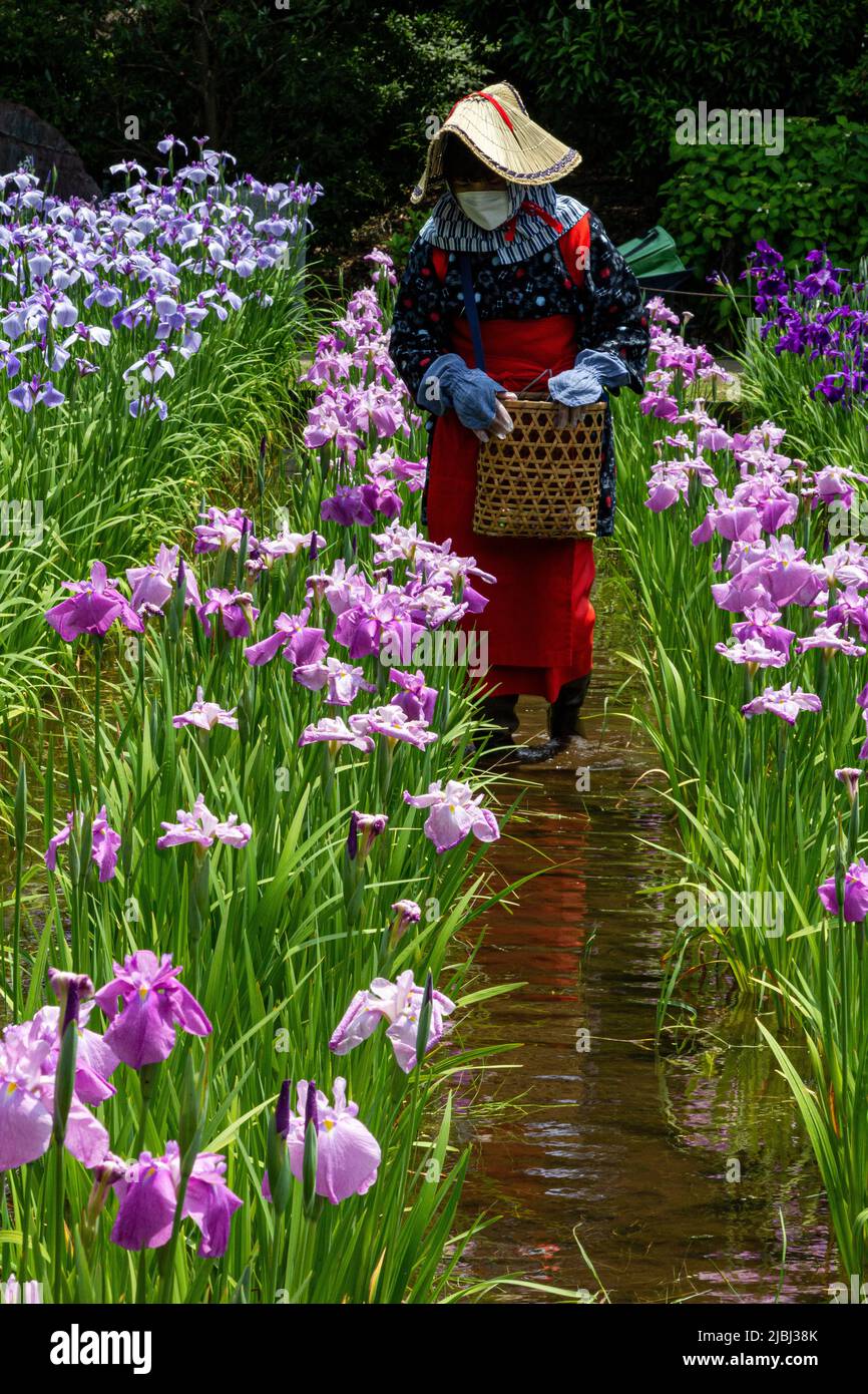 Lo Yokosuka Iris Garden o Shobuen è uno dei più grandi giardini di iris del Giappone, dove 140.000 iridi di oltre 400 varietà fioriscono su un sito di 3,8 ettari Foto Stock