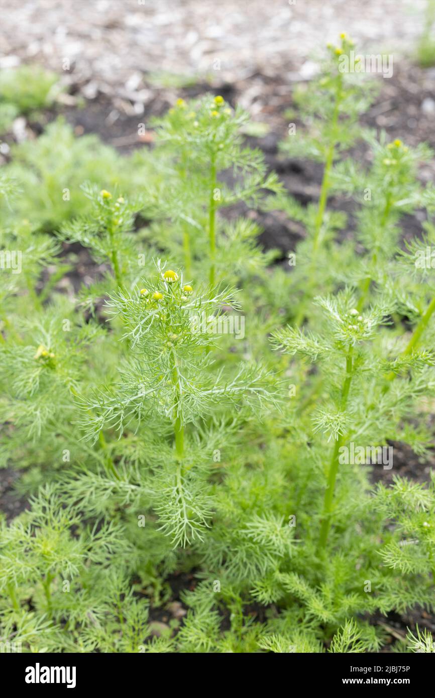 Matricaria camomilla - camomilla tedesca. Foto Stock