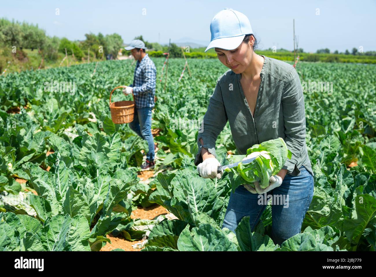 Donna asiatica che raccoglie cavolfiore con squadra di agricoltori in giornata di sole in campo Foto Stock