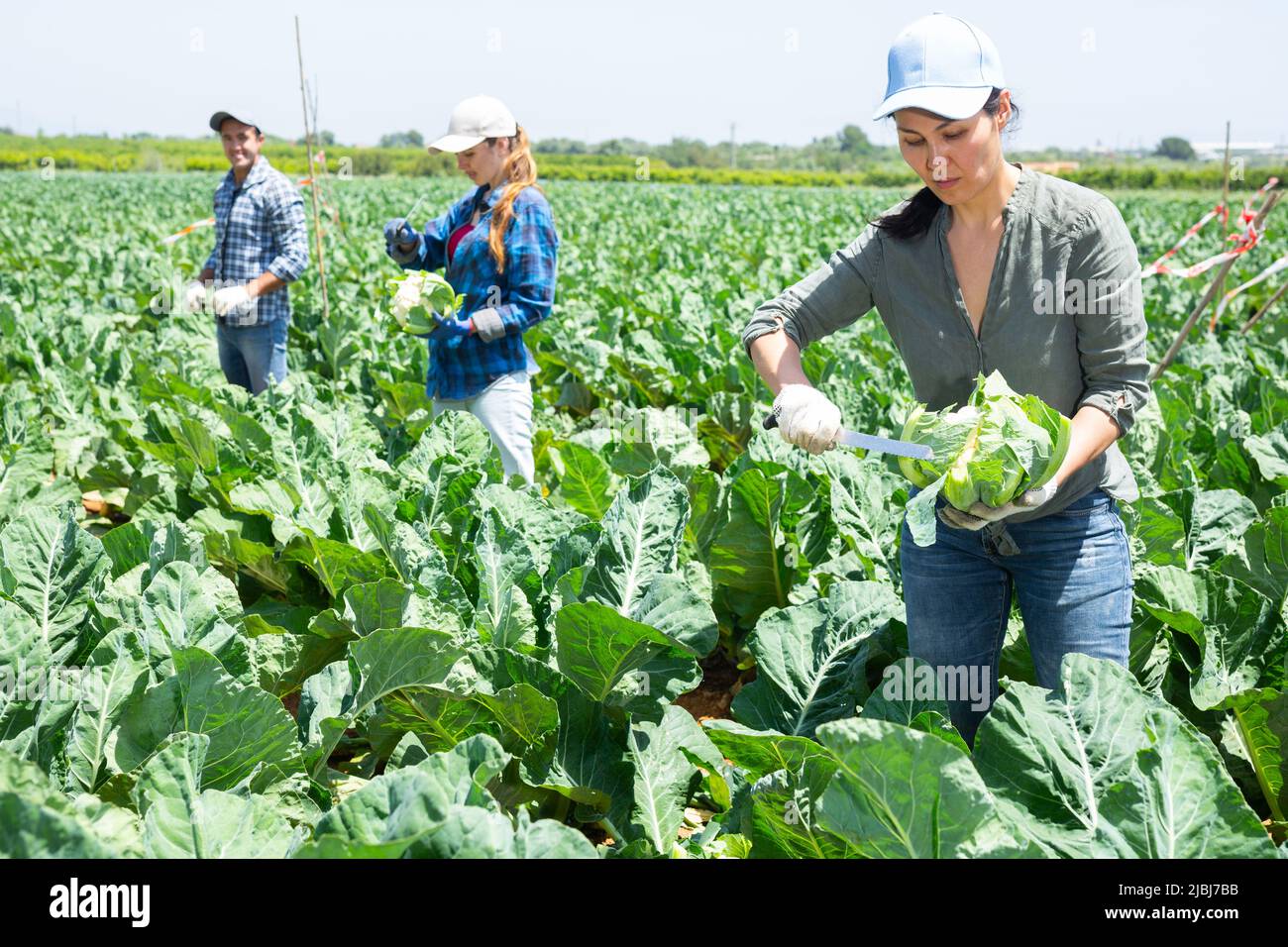 Donna asiatica che raccoglie cavolfiore con squadra di agricoltori in giornata di sole in campo Foto Stock