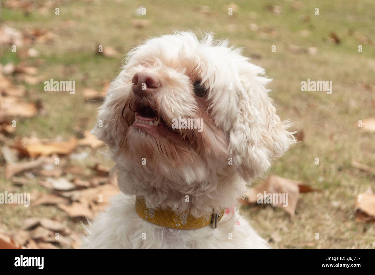 faccia bianca del cane Foto Stock