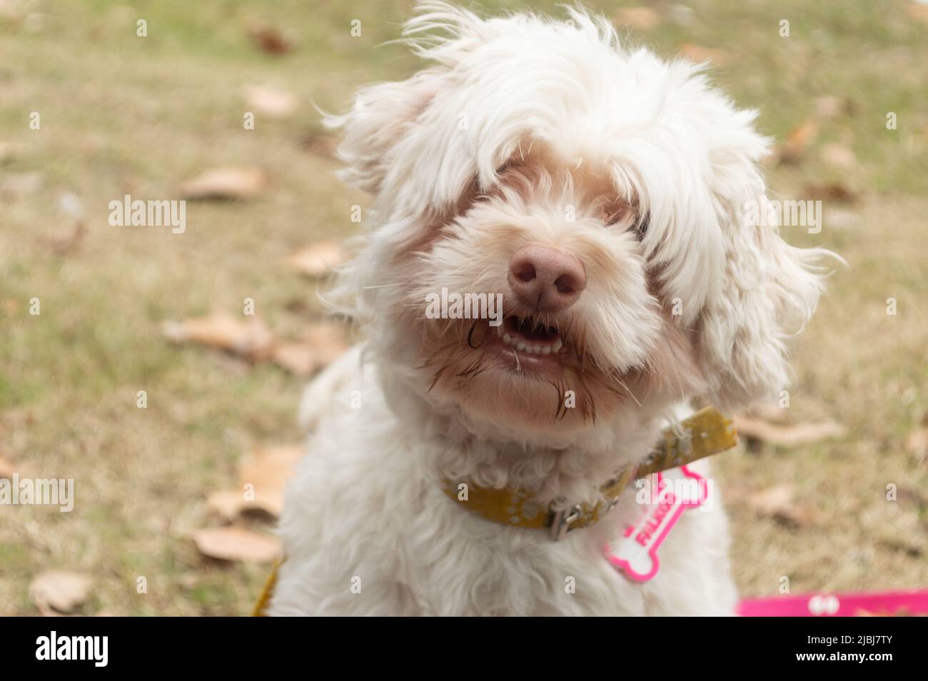 Cane che ha bisogno di un taglio di capelli immagini e fotografie stock