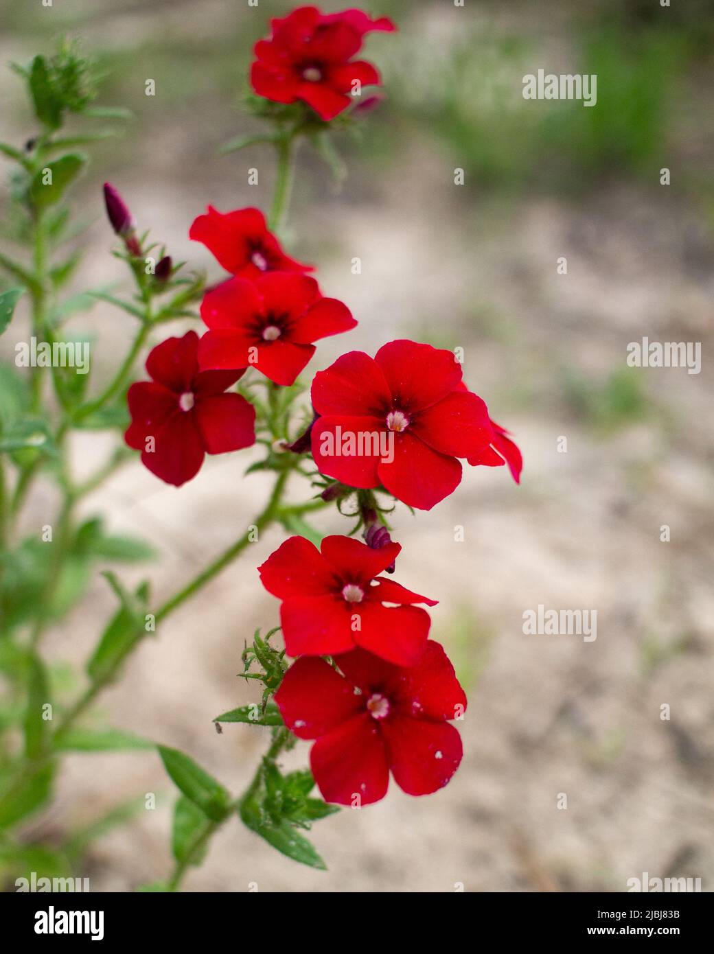 I fiori selvatici (Phlox drummondii) crescono nel terreno sabbioso di un ruscello. Foto Stock
