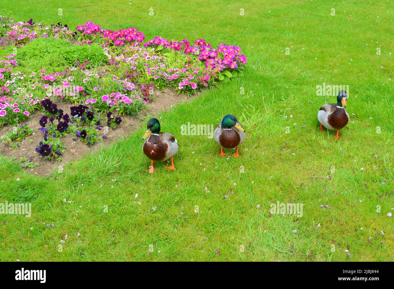tre anatre nell'erba Foto Stock