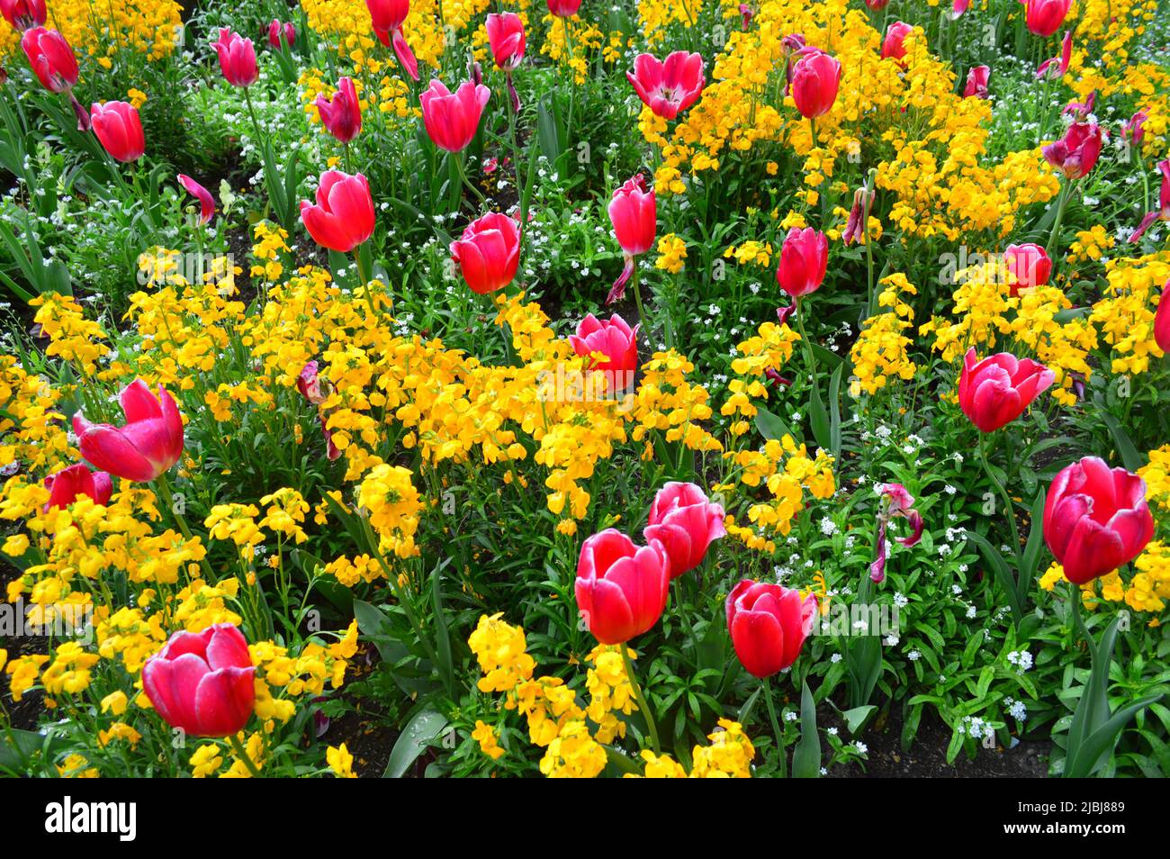 Tulipani rosa da un giardino di Parigi Foto Stock