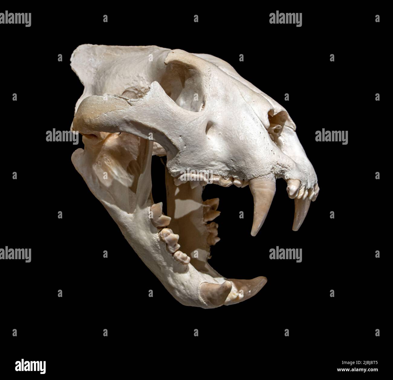 Il cranio del leone - Panthera leo, isolato su sfondo nero. Foto Stock