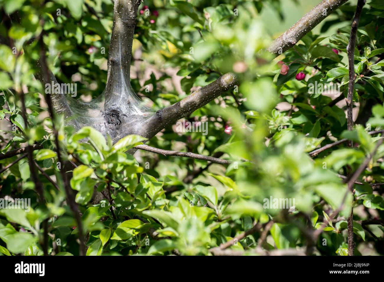 Tenda Caterpillars infestando un albero selvaggio della mela in primavera Foto Stock