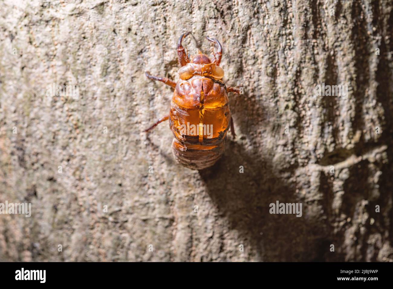 Guscio di Cicada appeso su un albero Foto Stock