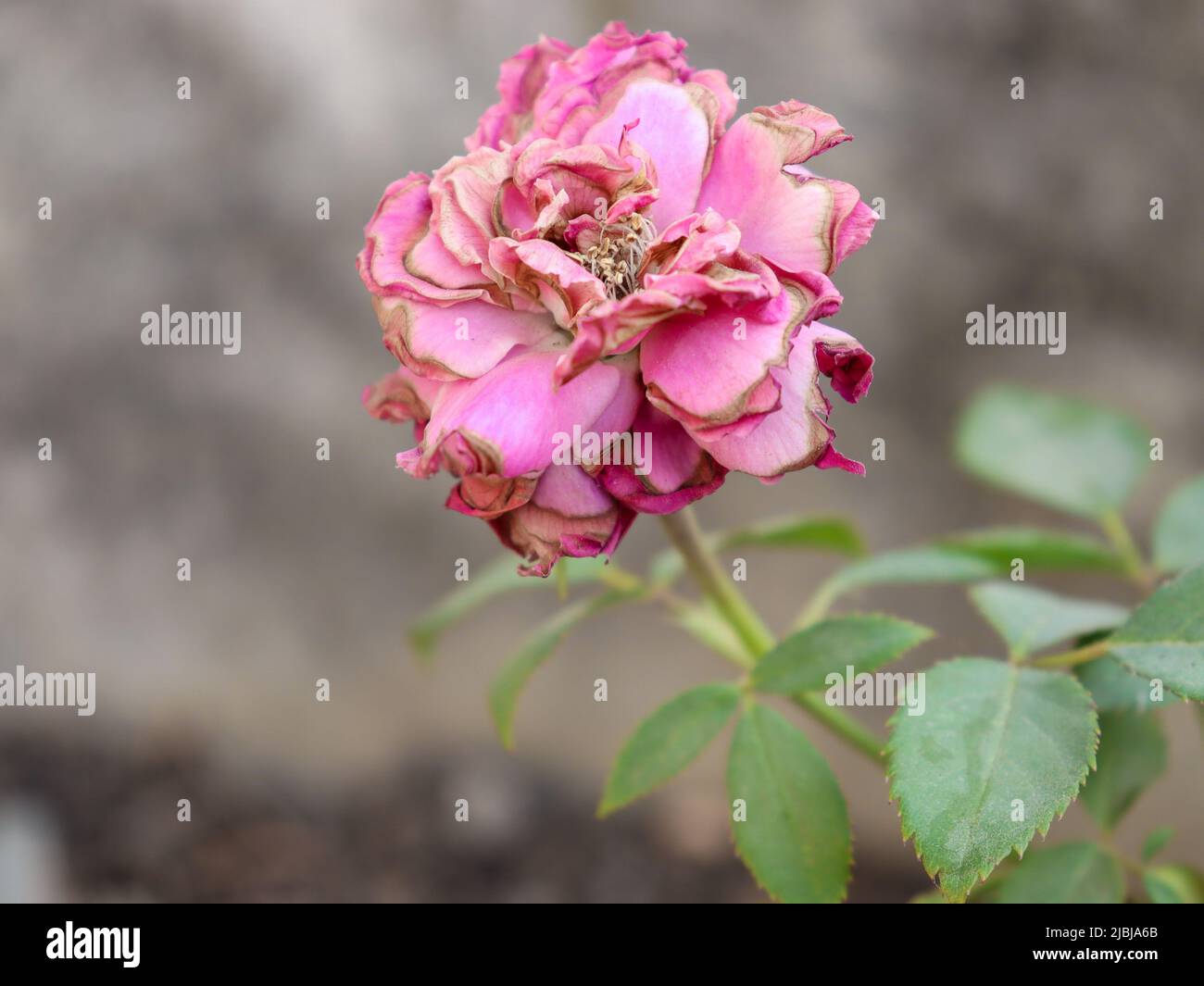 Una rosa secca nel mio giardino Foto Stock