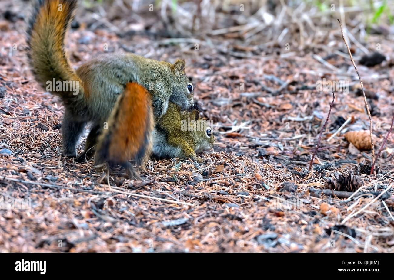 Una vista posteriore di due scoiattoli rossi selvatici 'Tamiasciurus hudsonicus', che si accoppiano sul pavimento della foresta nel loro habitat boscoso in Alberta Canada Foto Stock