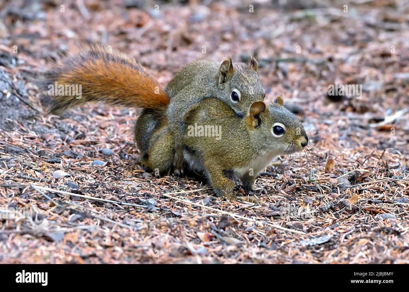 Due scoiattoli rossi 'Tamiasciurus hudsonicus', che si accoppiano sul pavimento della foresta nel loro habitat boscoso in Alberta Canada Foto Stock