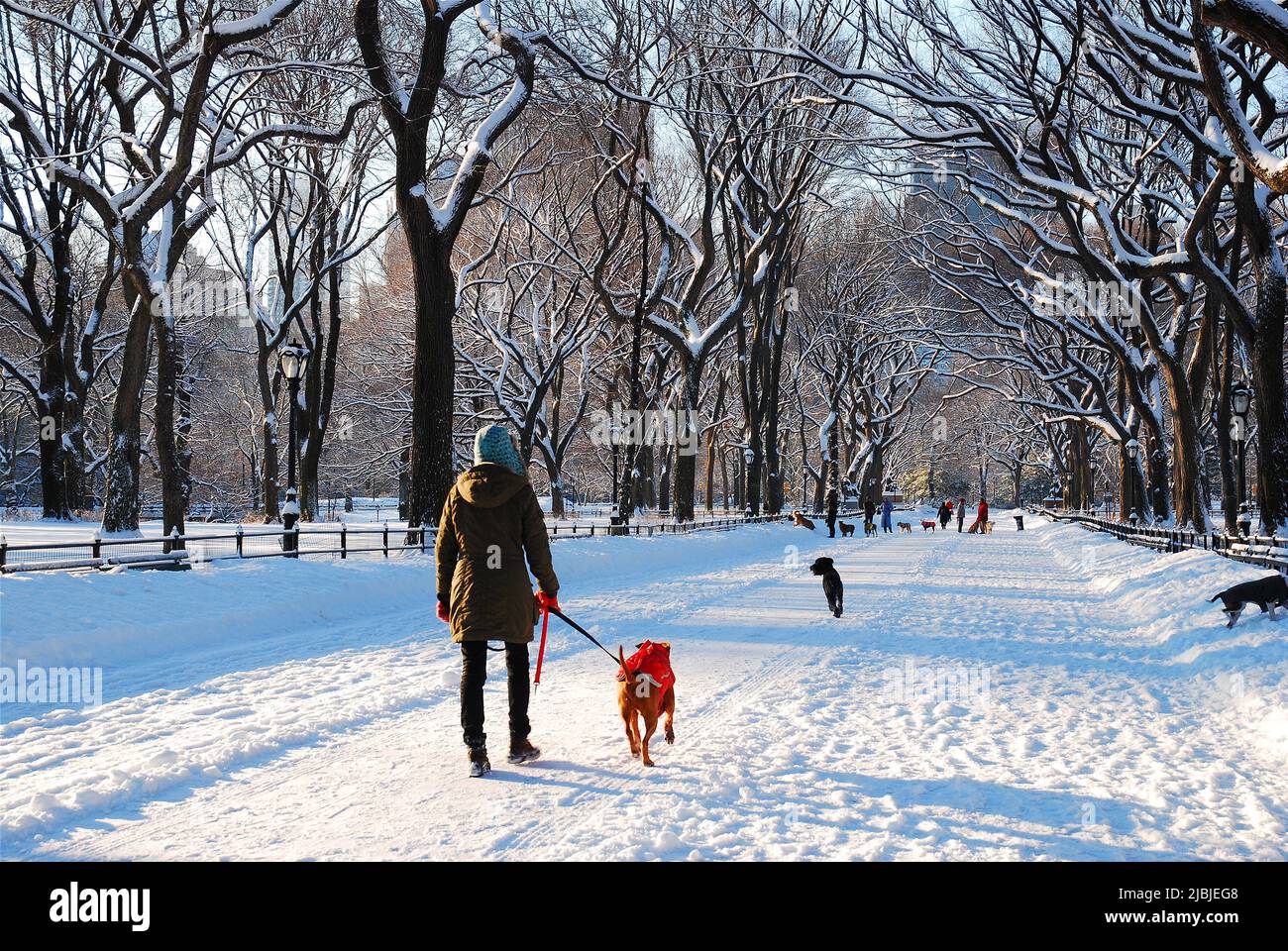 Una giovane donna trascorre una mattinata invernale camminando il suo cane a seguito di una tempesta di neve a Central Park a New York City Foto Stock