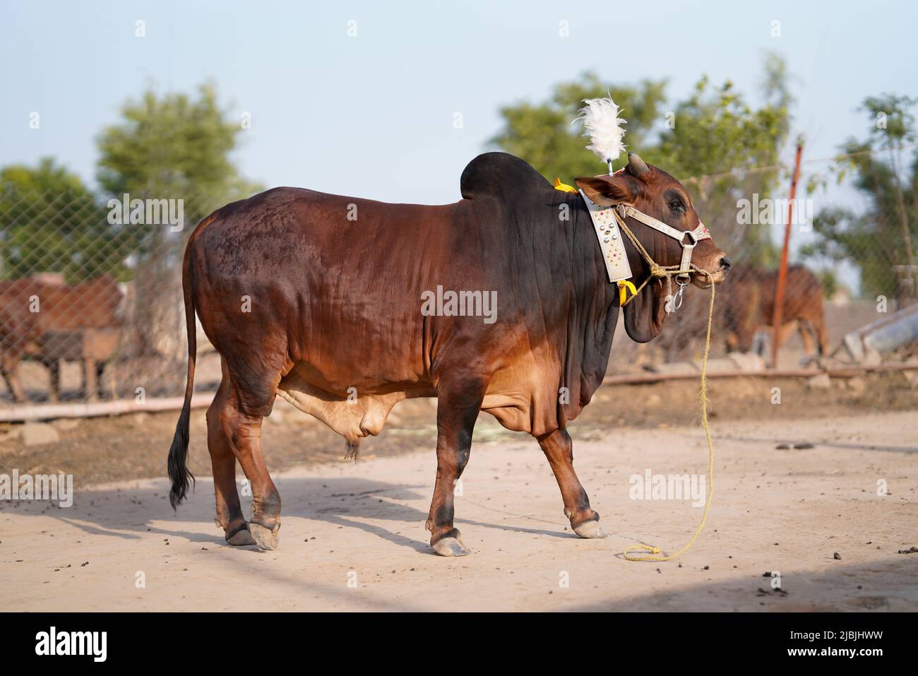 Bella mucca è in piedi per la vendita nel mercato per la festa di sacrificio di Eid. Foto Stock