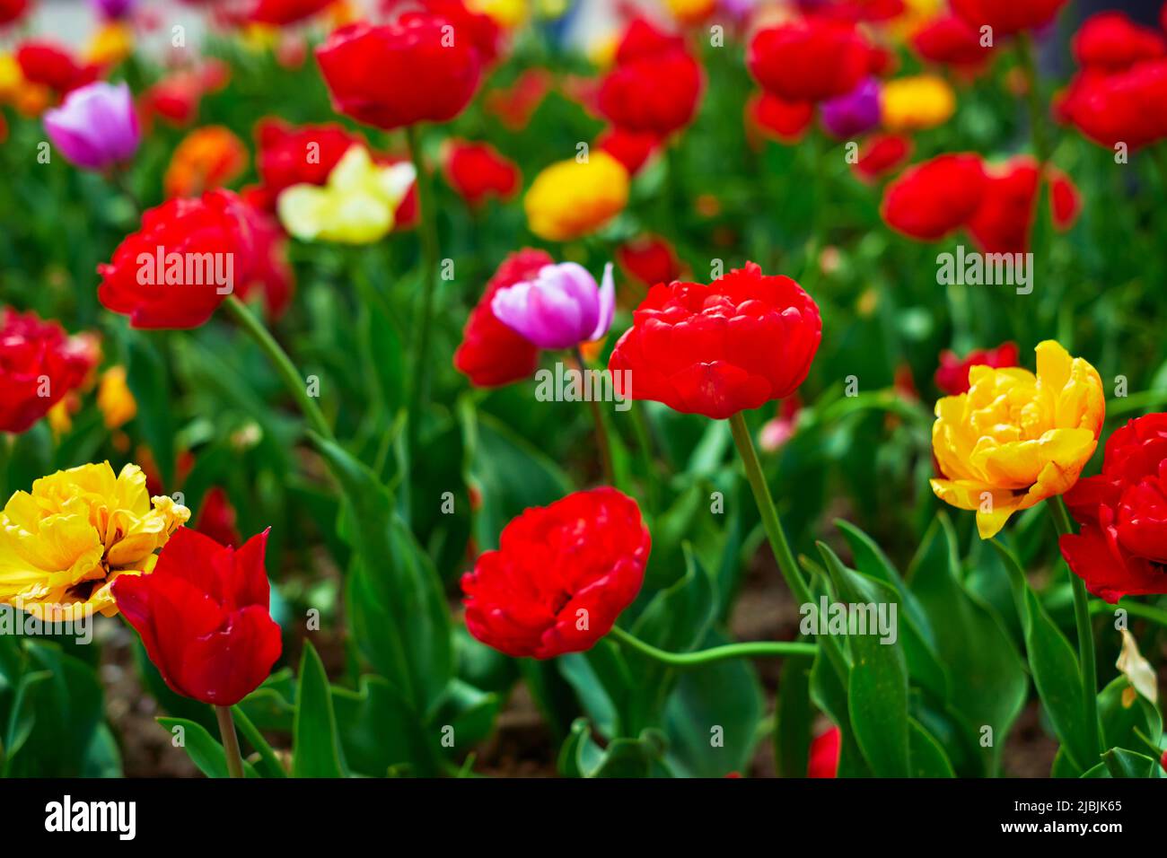 Letto di fiori di tulipani multicolore. Sfondo della natura. Tulipani multicolore in un giardino paesaggistico Foto Stock