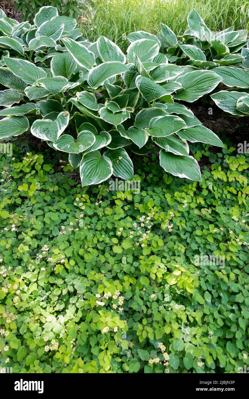 Vancouveria, copertura, pianta, Plantain Lily, Hosta, Terreno, piante, confine, bordo, Hosta 'Green Gold' Foto Stock