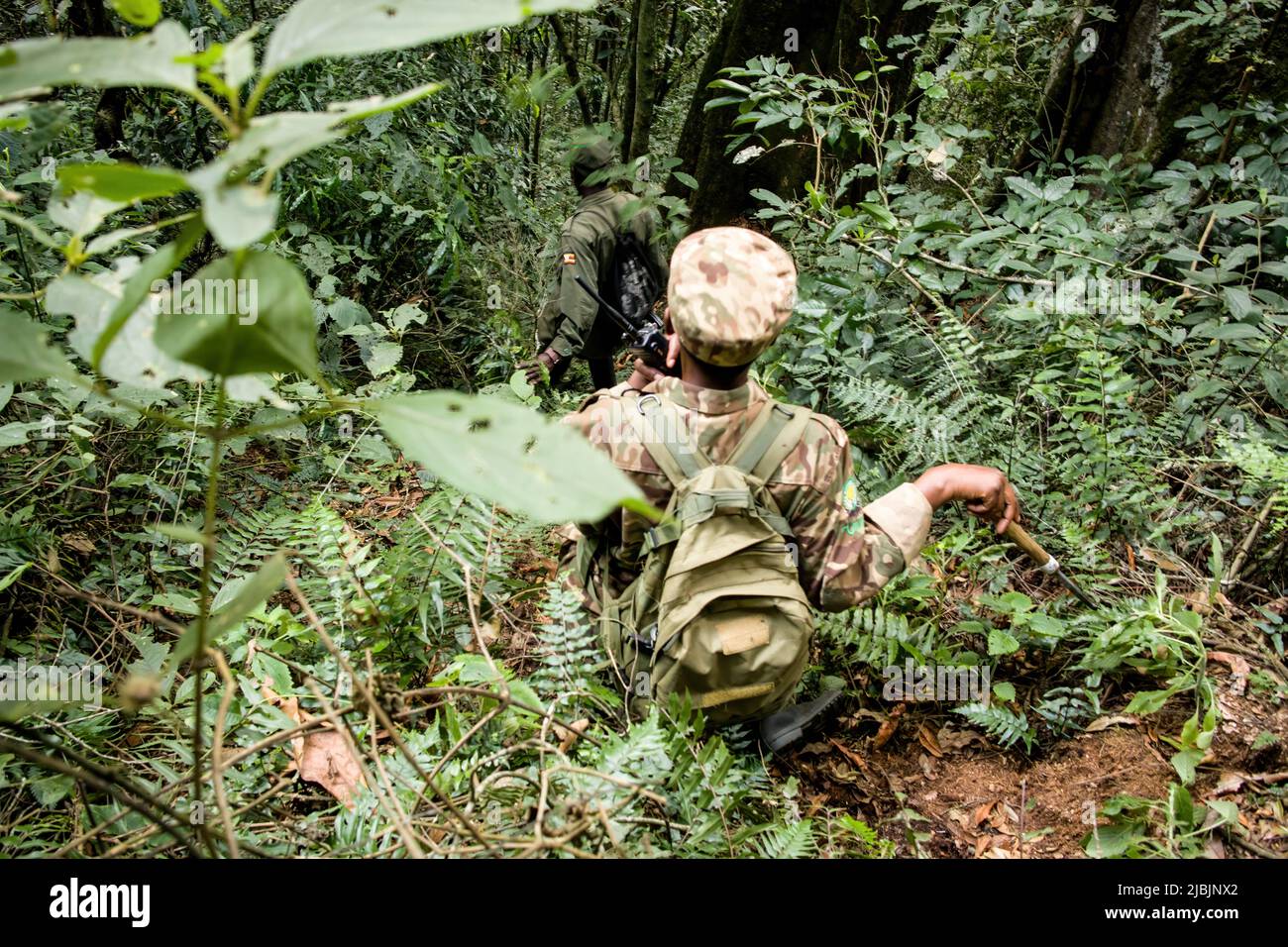 Rangers in Bwindi Impenetraable Forest National Park, Uganda Foto Stock