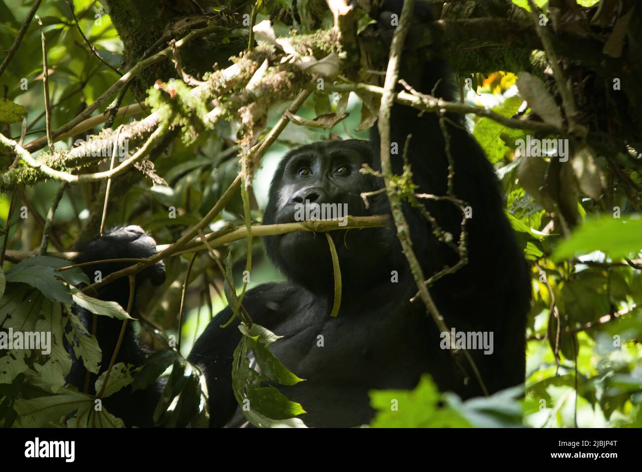 Gorilla di montagna nel Parco Nazionale della Foresta impenetrabile di Bwindi, Uganda Foto Stock