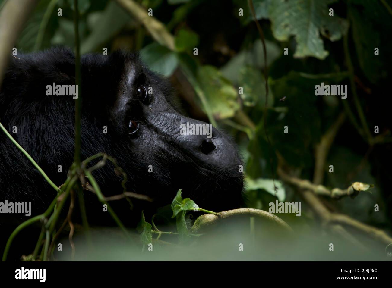 Gorilla di montagna nel Parco Nazionale della Foresta impenetrabile di Bwindi, Uganda Foto Stock