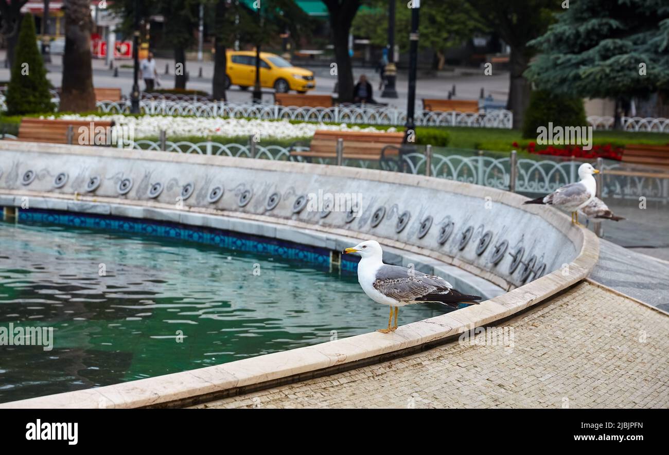 Seagull uccello vicino fontana il parco Sultan Ahmet nel centro di Istanbul città, Turchia Foto Stock