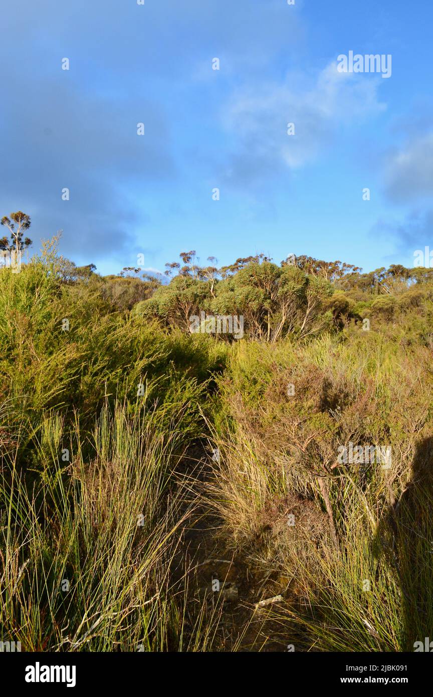 Macchia di macchia nell'altopiano di Peckmans, nelle Blue Mountains d'Australia Foto Stock