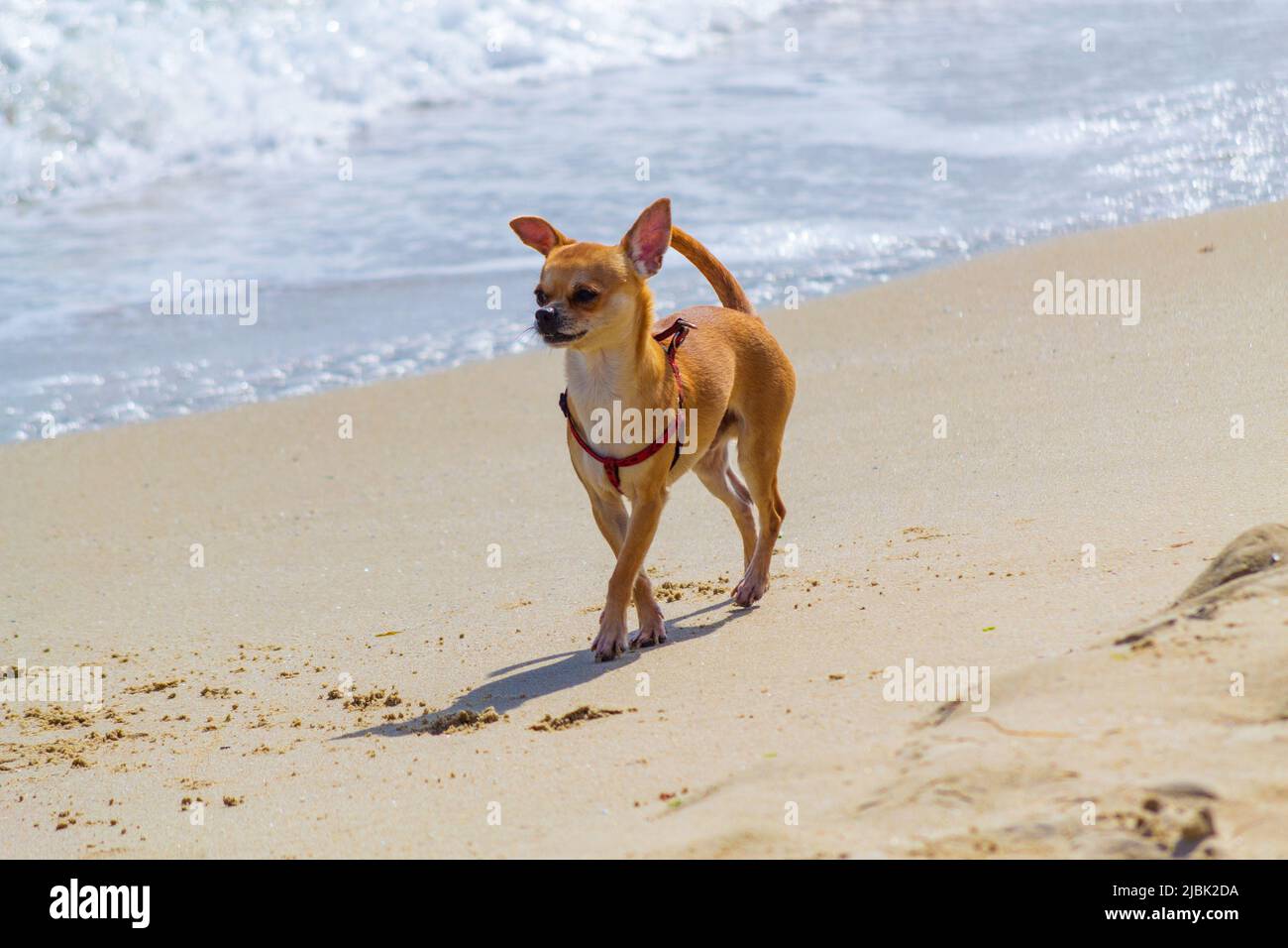 chihuahua cane sulla spiaggia sabbiosa Foto Stock