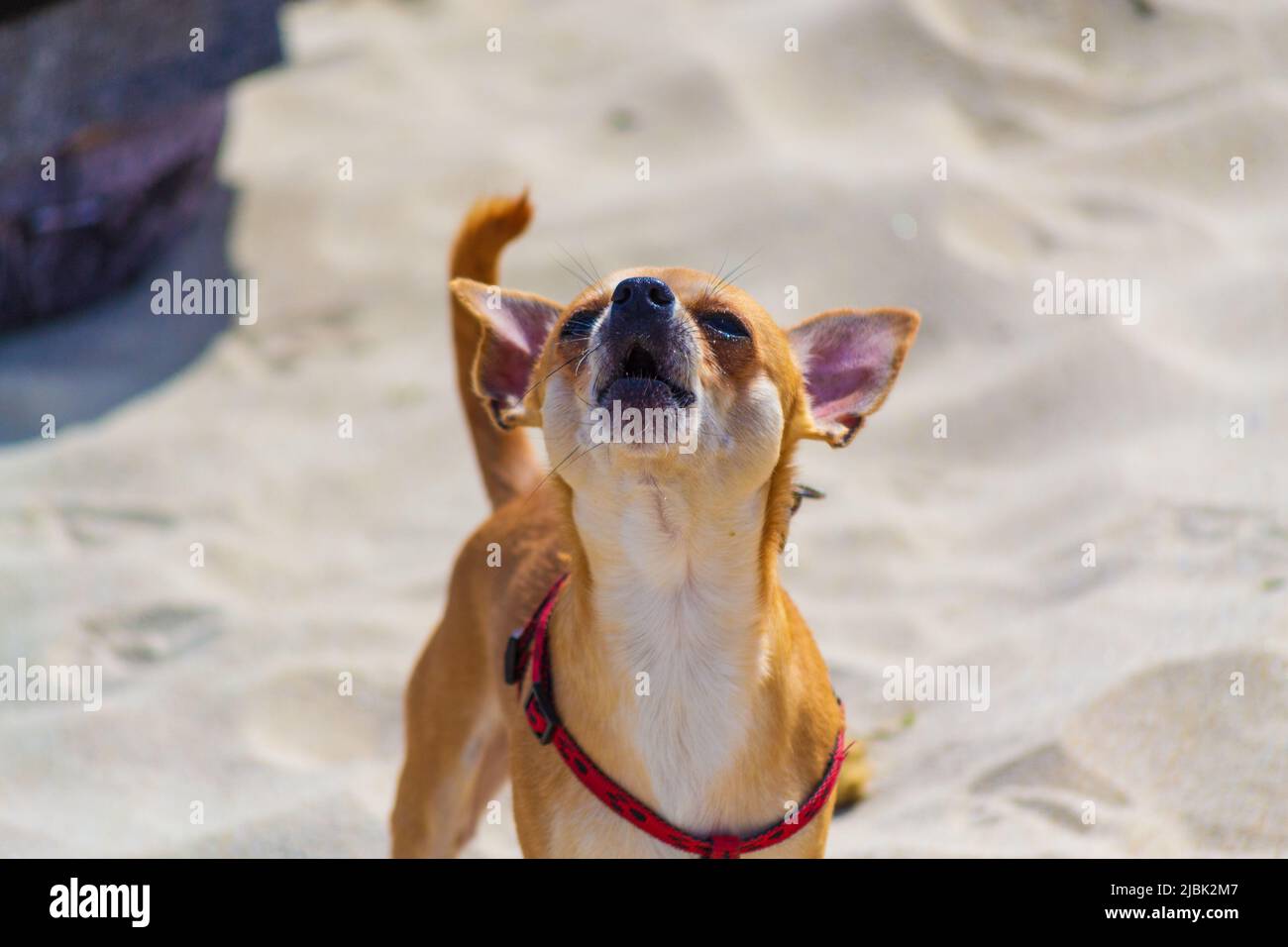 chihuahua cane sulla spiaggia sabbiosa Foto Stock