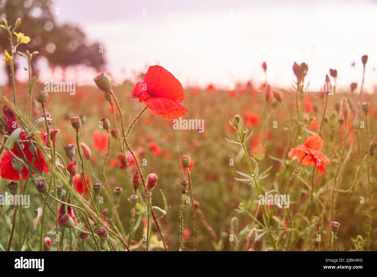Prato con bellissime papavero rosso fiori in primavera Foto Stock