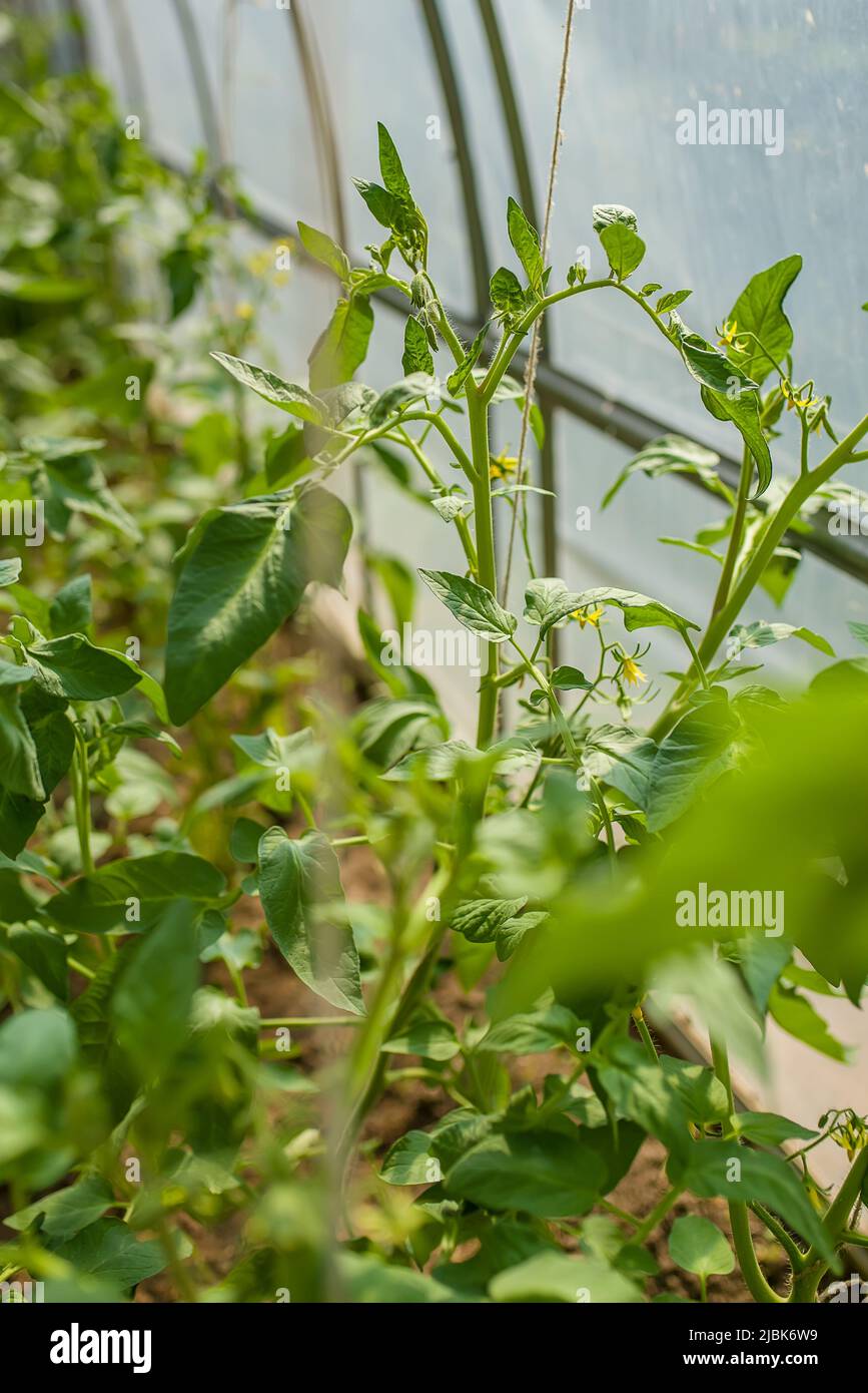 Crescita del pomodoro, piantine di pomodoro giovani piante verdi nella serra iniziano a fiorire Foto Stock