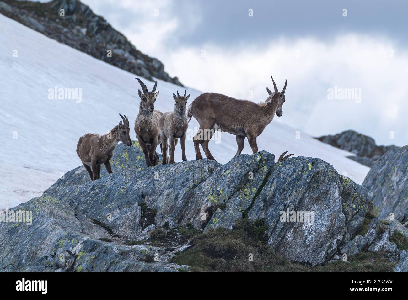 Quattro stambecchi nelle montagne delle Alpi svizzere. Foto Stock
