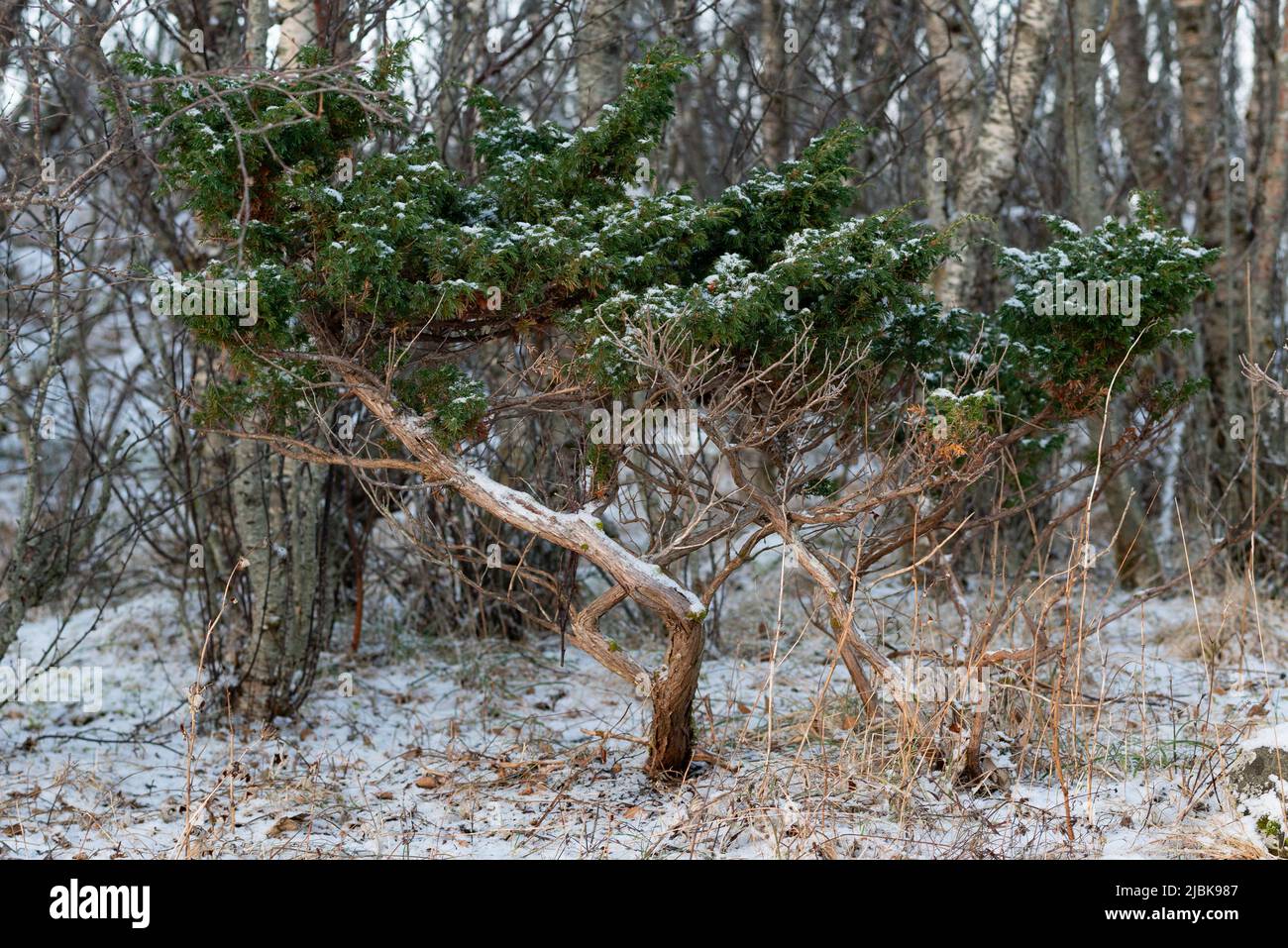 Juniperus communis in natura in una località esposta nel nord della Norvegia. Foto Stock