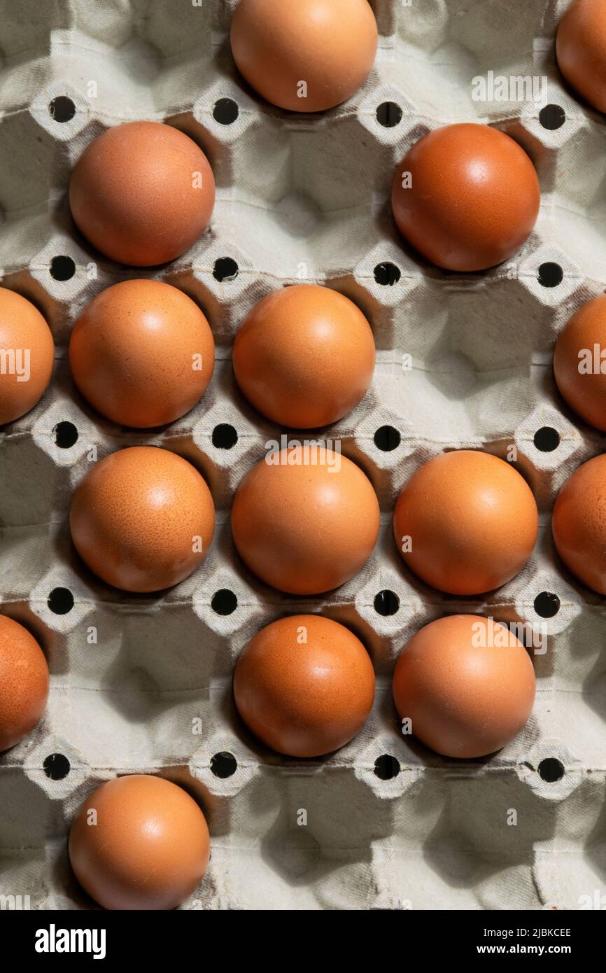 Uova di gallina rossa in scatola, ingredienti biologici del cibo Foto Stock