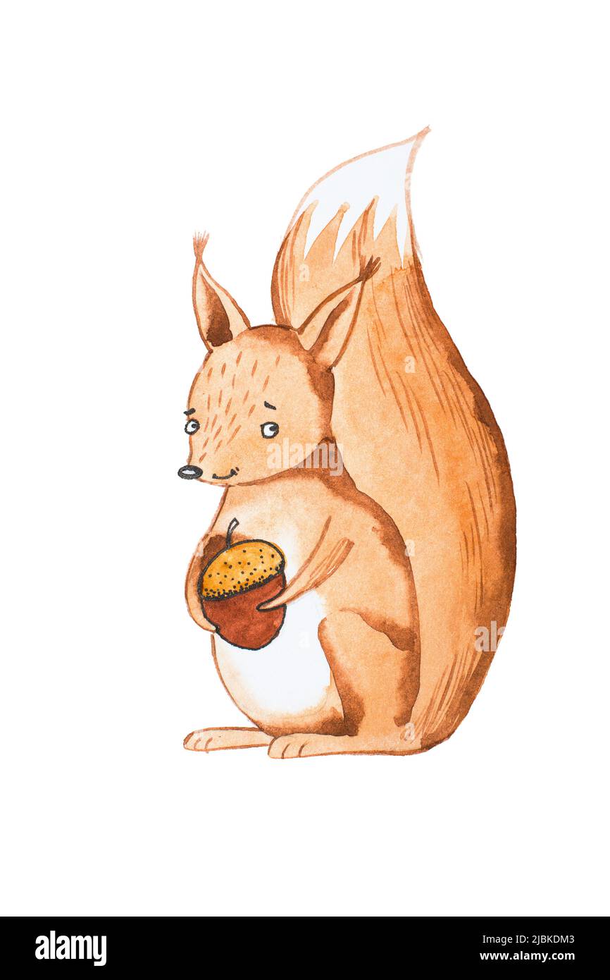 Ritratto disegnato a mano di simpatico scoiattolo che tiene acorno. Foto Stock