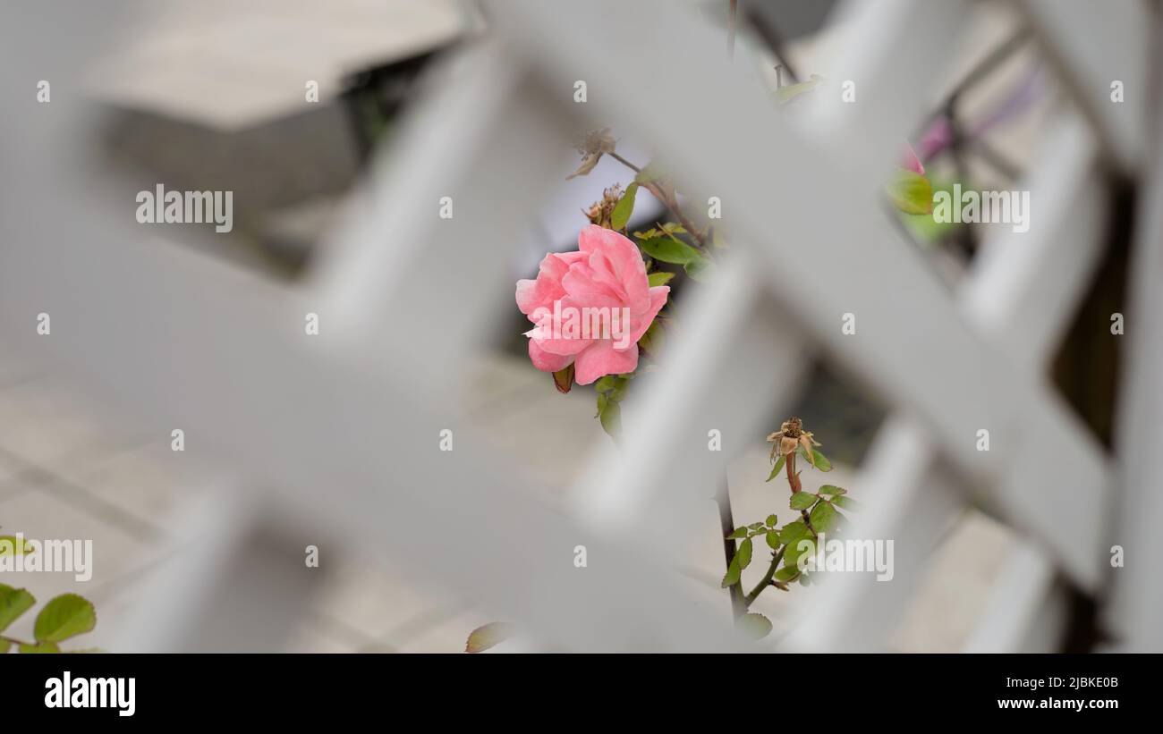 Rosa fiorente visibile attraverso tralicci di legno, sfondo della piazza della città Foto Stock