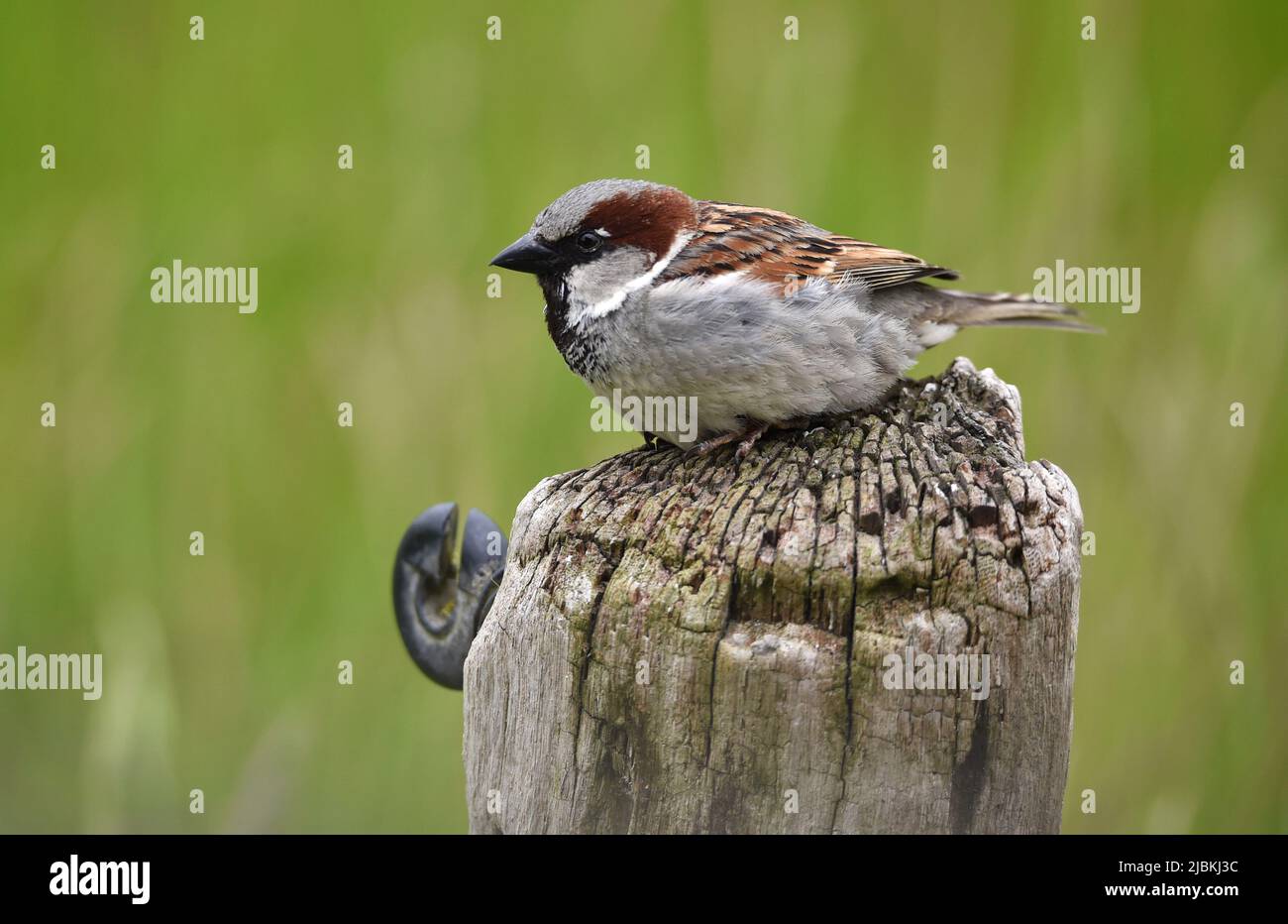 Albero Sparrow su Perch Foto Stock