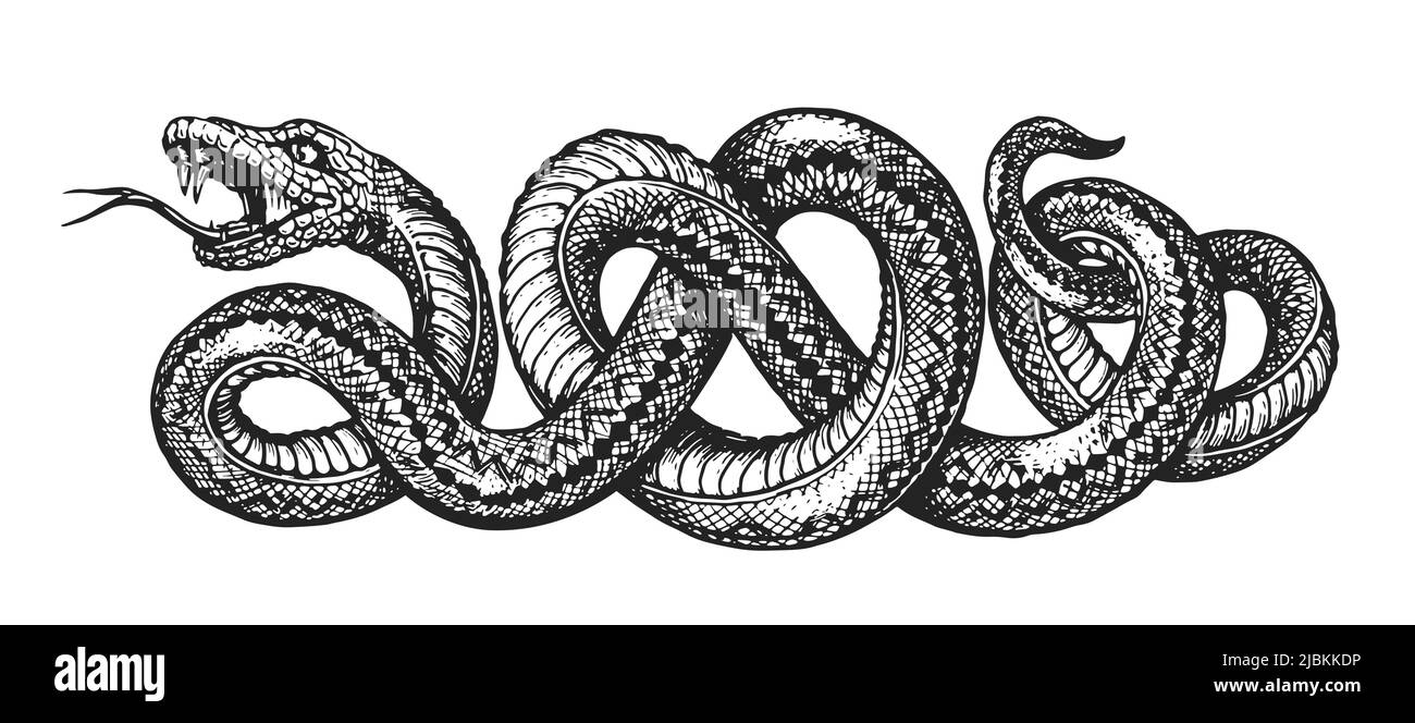 Vettore di schizzo serpente. Tatuaggio a mano isolato su sfondo bianco in stile vintage Illustrazione Vettoriale