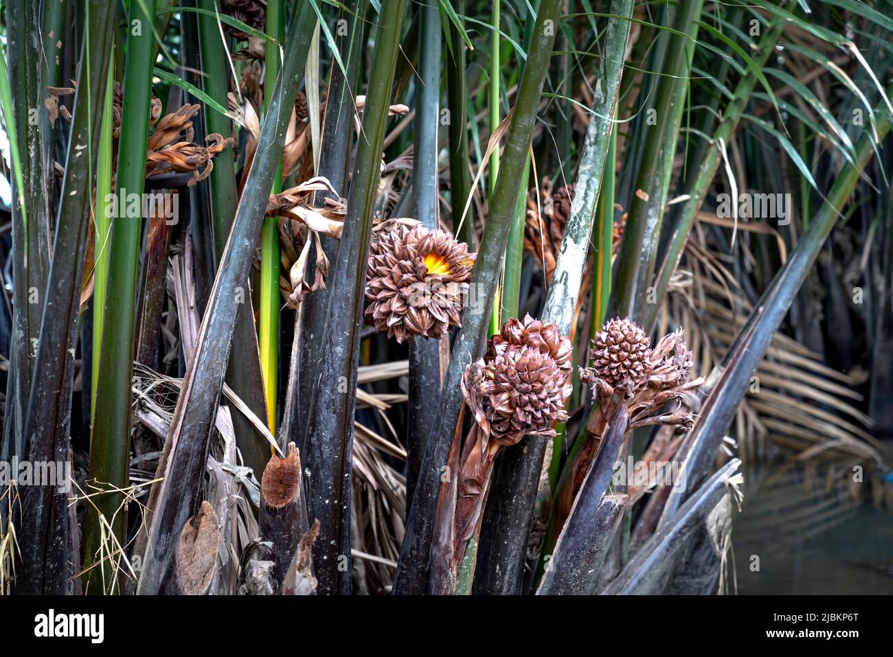 Nypa Fusticans Wurmb (Mangrove Palm, Nipa Palm, Nypa Palm) su albero nella foresta di mangrovie. Foto Stock