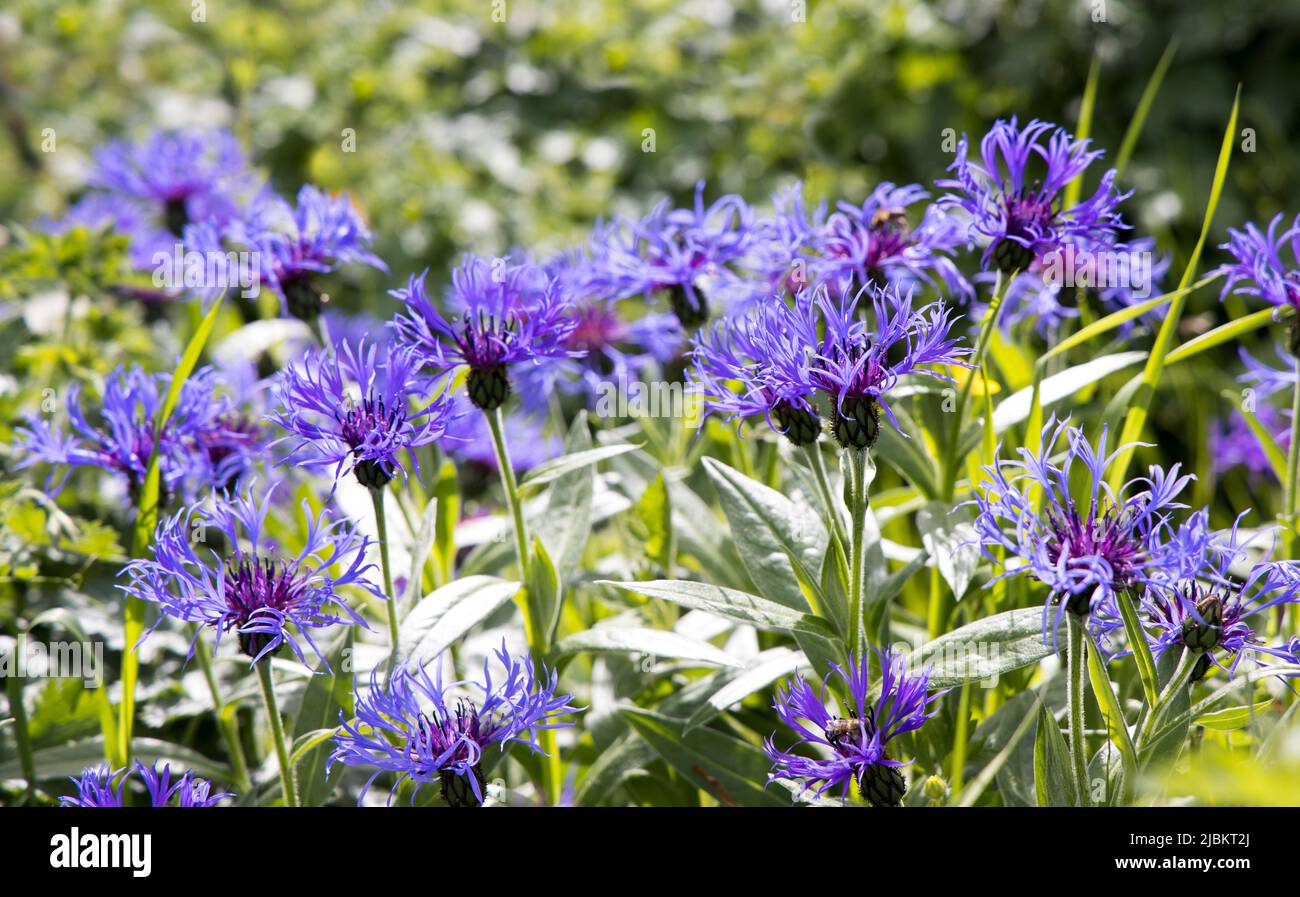 Fiore di mais perenne, Centaurea montana, a Churchyard, Galles, Regno Unito Foto Stock