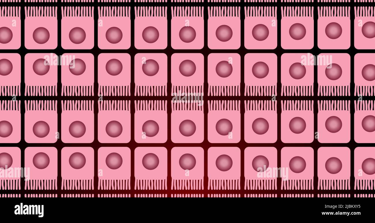 Immagine di cerchi rosa che si muovono in quadrati rosa di fila Foto Stock