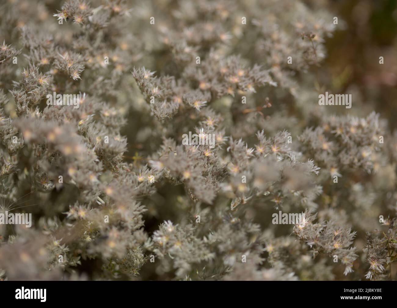 Flora di Gran Canaria - pianta Polycarpaea con piccoli fiori bianchi-rosa Foto Stock