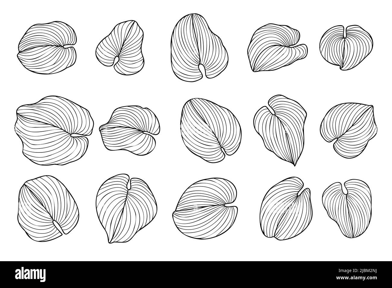 Hosta sieboldiana o funkia sina foglie tropicali set, esotica foglia d'inchiostro disegnata a mano con linee curvilinee estate pianta botanica illustrazione vettoriale per aesth Illustrazione Vettoriale