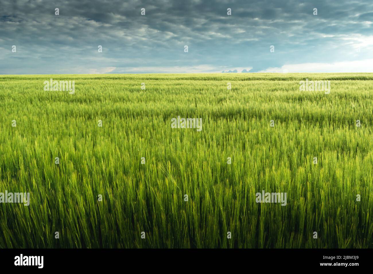 Campo di orzo verde e cielo grigio nuvoloso, vista rurale Foto Stock