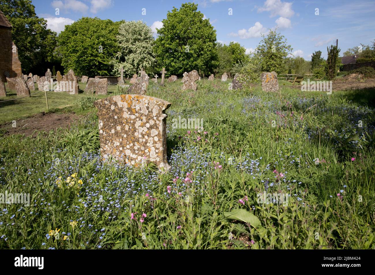 Wi.Flowers nella zona riselvaggia del cimitero di St Lawrence Parish Church Oxhill Warwickshire Regno Unito Foto Stock