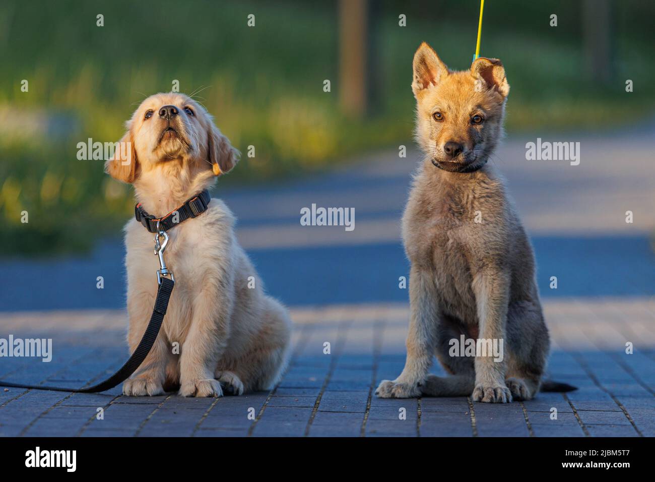 Adorabile cuccioli di cane giovane.Golden Retriever e cecoslovacco cane lupo giocare. Piccolo cane lupo Foto Stock