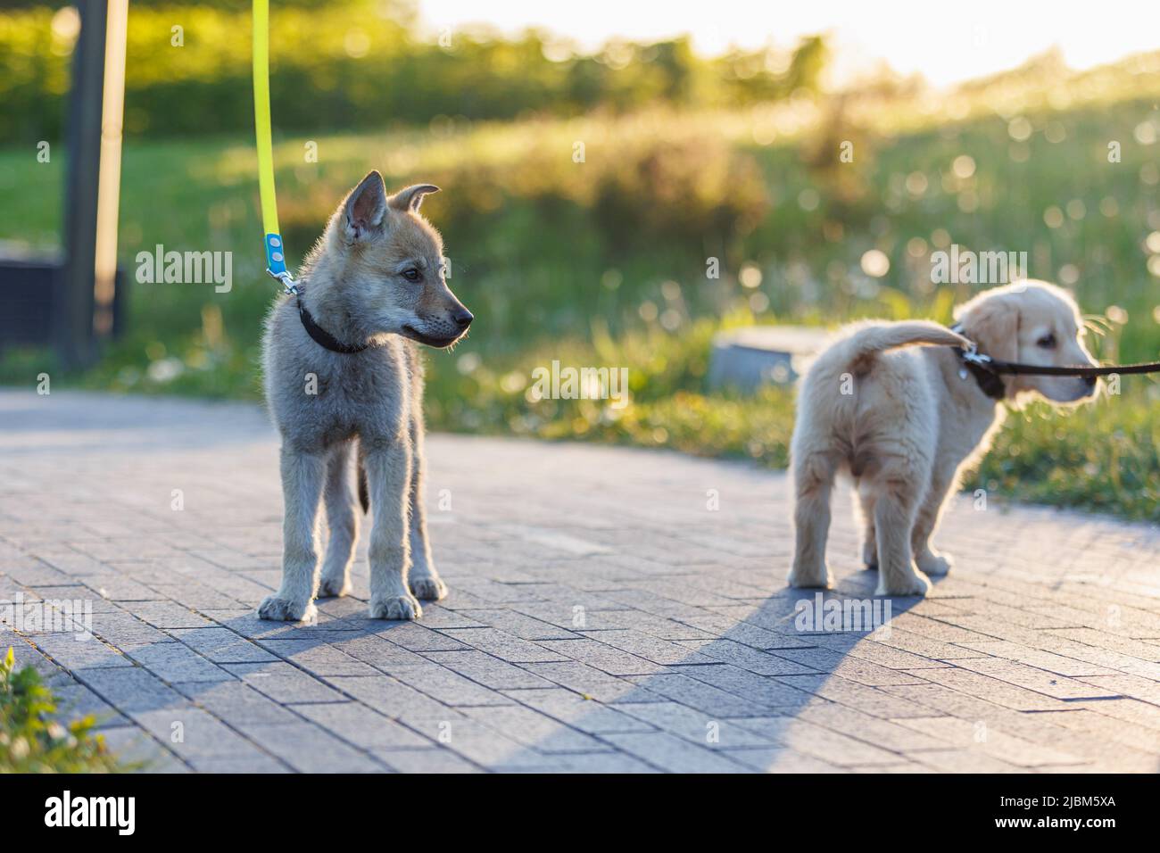 Adorabile cuccioli di cane giovane.Golden Retriever e cecoslovacco cane lupo giocare. Piccolo cane lupo Foto Stock