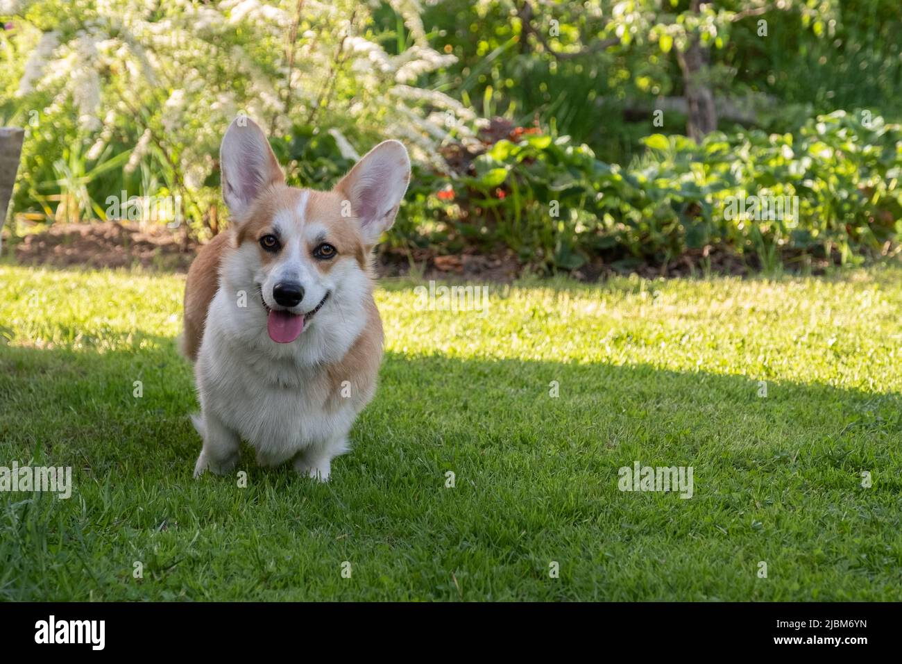 un cane corgi gallese su una passeggiata primaverile in erba guarda Foto Stock