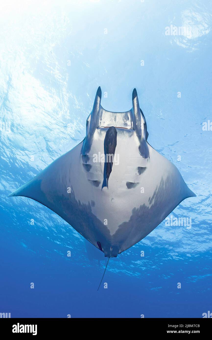 Sicklefin Mobula o Box Rays (Mobula tarapacana) con pesci ventosa che nuotano in acque blu, isola di Santa Maria, Azzorre, Portogallo, Europa, Oceano Atlantico Foto Stock