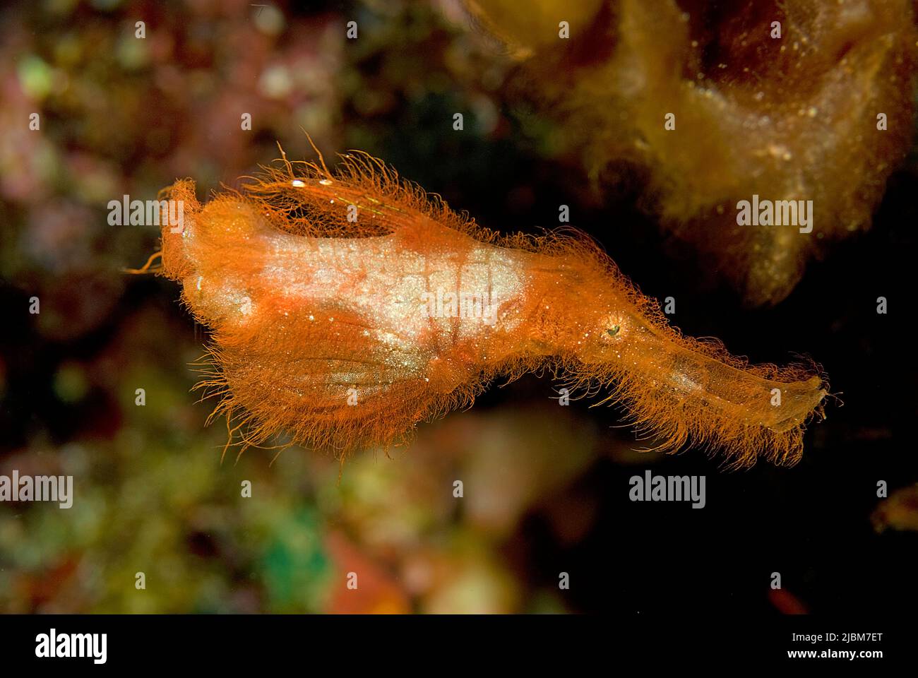 Pesci rossi (Solenostomus paegnius), famiglia Solenostomidae, Milne Bay, Alotau, Papua Nuova Guinea, Oceania, Oceano Pacifico Foto Stock