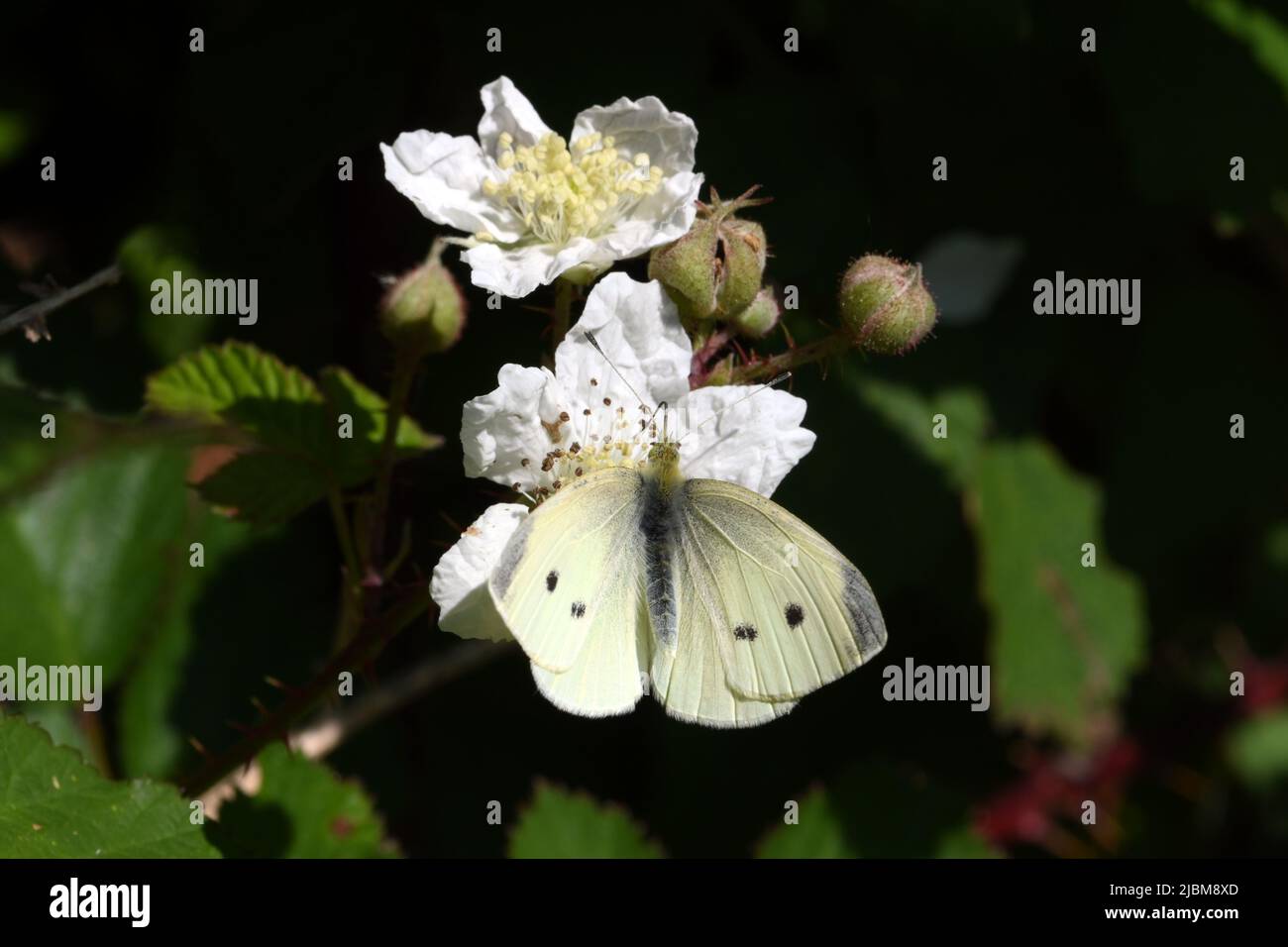 Piccolo cavolo bianco farfalla alimentazione su fiori bramble Mumbles Hill, Galles Foto Stock