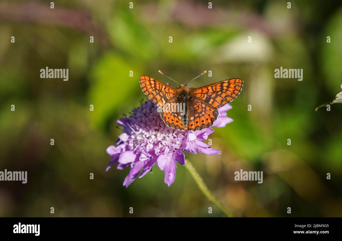 Marsh fritillary, Euphydryas aurinia Beckeri, Spagna, Europa. Foto Stock