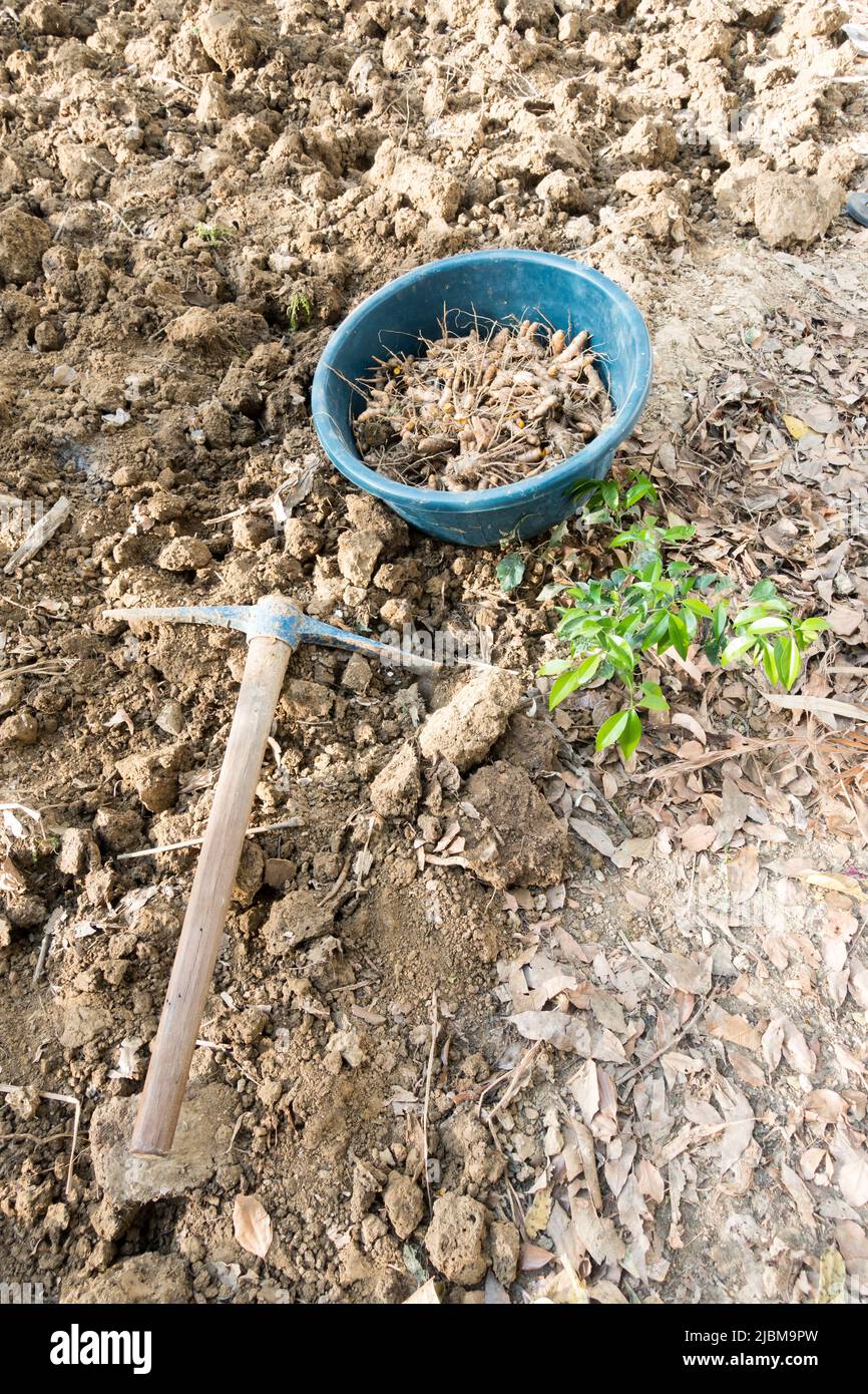 Un giardino mattock su uno scavo su suolo e raccolto in un campo agricolo indiano, Uttarakhand. Foto Stock